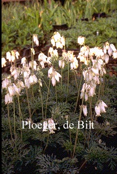 Dicentra formosa 'Aurora'