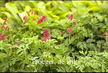 Dicentra formosa 'Bacchanal'