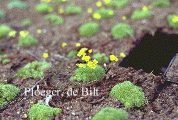Draba rigida var. imbricata