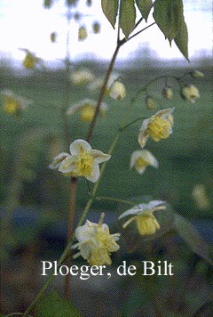 Epimedium pinnatum ssp. colchicum