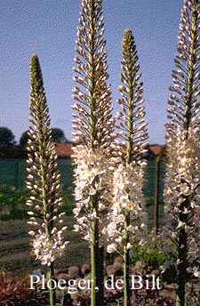 Eremurus robustus