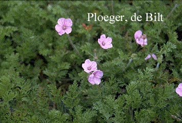 Erodium 'County Park' (73532)