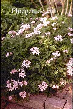 Erodium absinthoides armenum