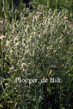 Eryngium planum 'Silverstone'