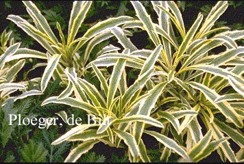 Erysimum linifolium 'Variegatum'