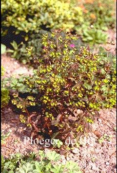 Euphorbia dulcis 'Chameleon'