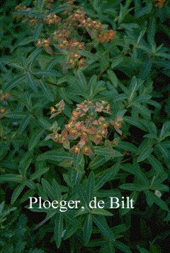 Euphorbia griffithii 'Dixter'