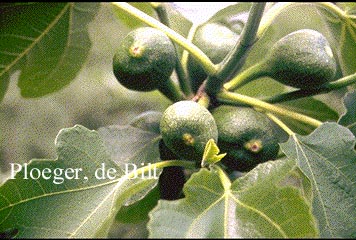 Ficus carica