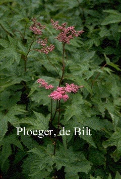 Filipendula purpurea