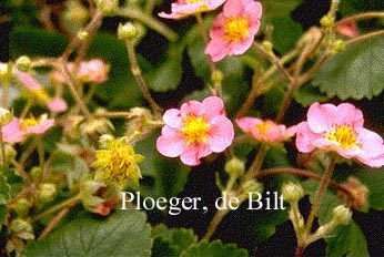 Fragaria 'Frel' (PINK PANDA)