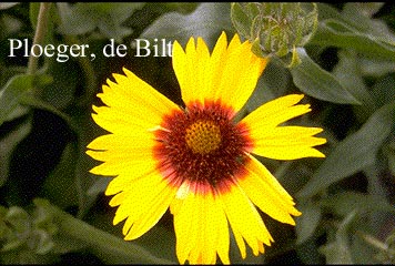 Gaillardia 'Bremen' (73566)