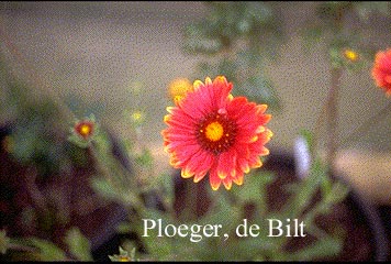 Gaillardia 'Burgunder'