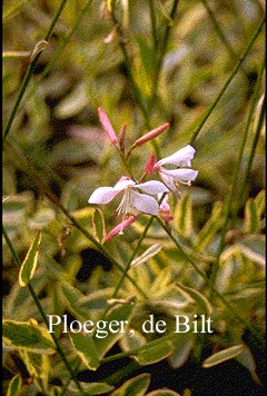 Gaura lindheimeri 'Corrie's Gold'