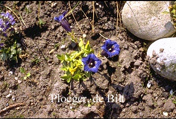 Gentiana acaulis