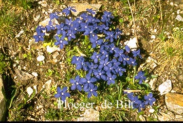 Gentiana verna