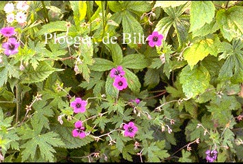 Geranium 'Ann Folkard'