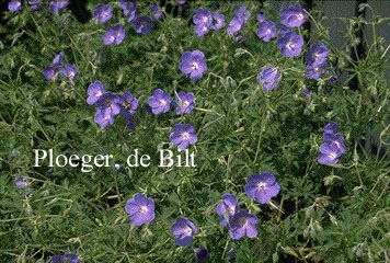 Geranium 'Brookside'