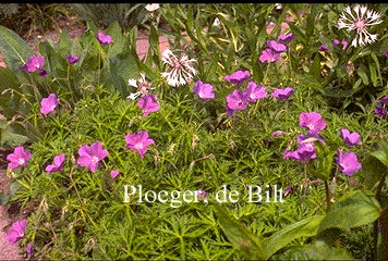 Geranium clarkei 'Kashmir Purple'