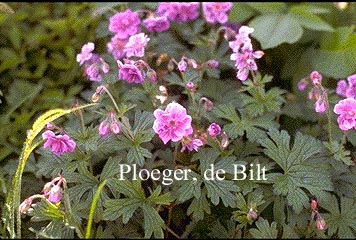 Geranium himalayense 'Plenum'