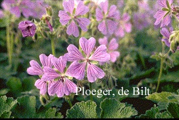 Geranium 'Philippe Vapelle'