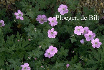 Geranium riversleaianum 'Mavis Simpson'