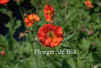 Geum coccineum 'Red Wings'