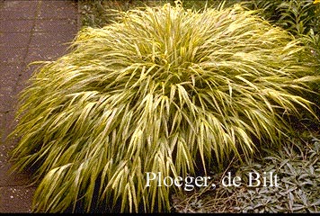 Hakonechloa macra 'Aureola'