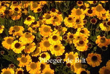 Helenium 'Wyndley'