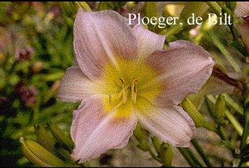 Hemerocallis 'Catherine Woodbury'