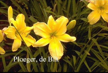 Hemerocallis 'Dutch Gold'