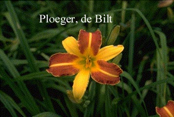 Hemerocallis 'Frans Hals'