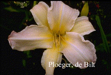 Hemerocallis 'Pink Damask'