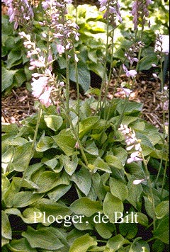 Hosta 'Gold Edger'