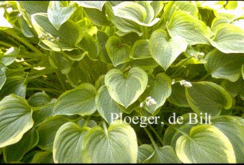 Hosta 'Golden Tiara'