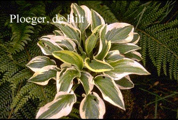 Hosta 'Wide Brim'