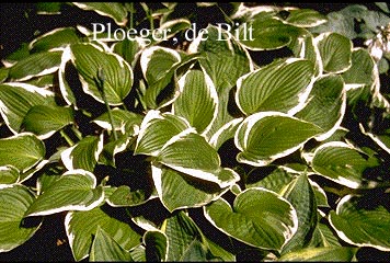 Hosta fortunei 'Francee'