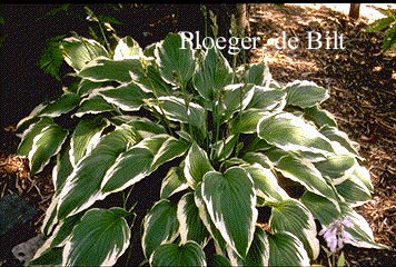 Hosta 'Moerheim'