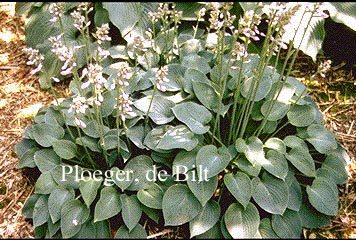Hosta tardiana 'Blue Moon'