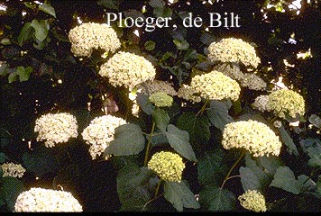 Hydrangea arborescens 'Annabelle'