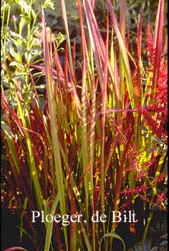 Imperata cylindrica 'Red Baron'