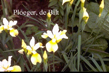 Iris sibirica 'Butter and Sugar'