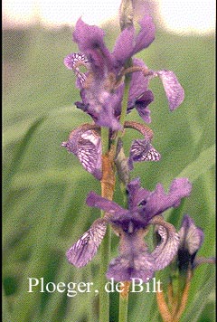 Iris versicolor