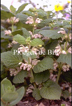 Lamium orvala 'Album'