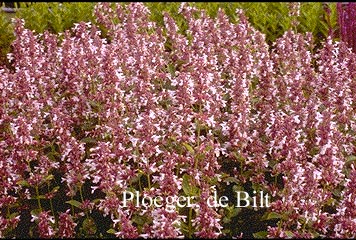 Nepeta grandiflora 'Dawn to Dusk'