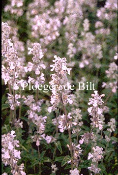 Nepeta nepetella 'Porzellan'