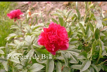 Paeonia 'Bunker Hill'