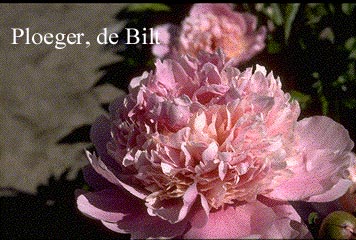 Paeonia 'Mme. Emile Debatene'