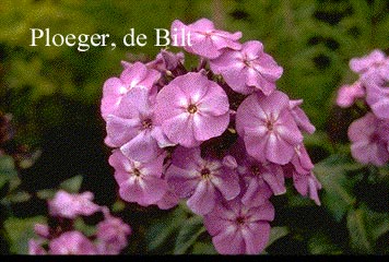 Phlox paniculata 'Blue Boy'