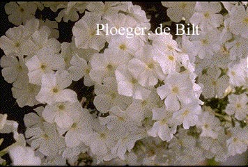 Phlox paniculata 'Fujiyama'