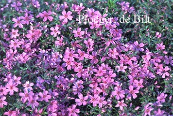 Phlox subulata 'Atropurpurea'